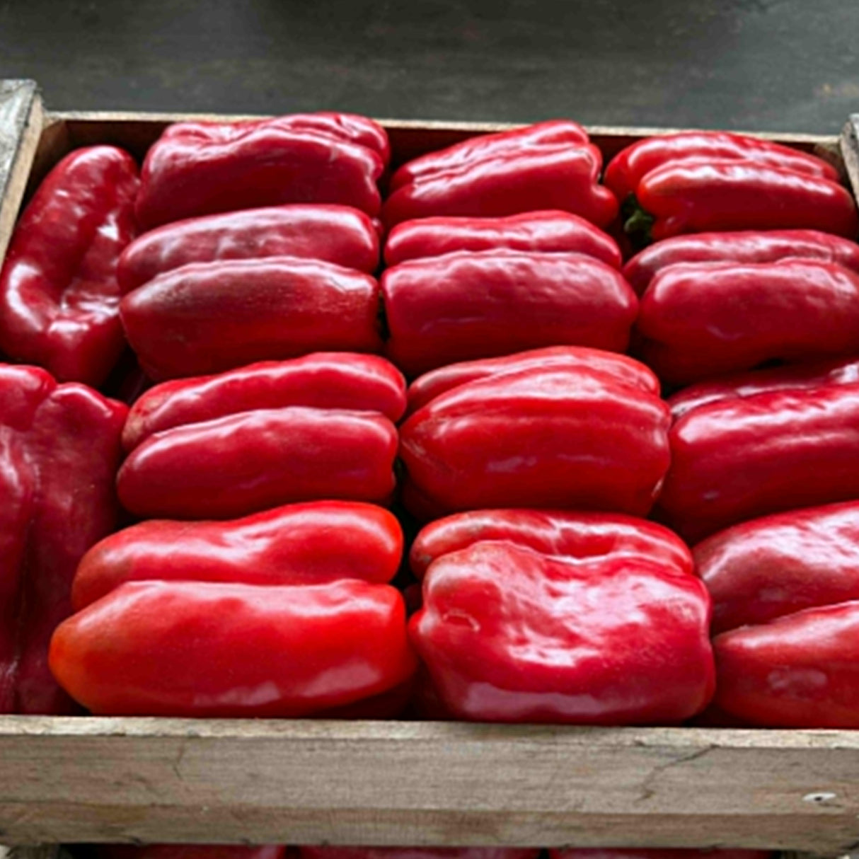 MORRON ROJO - 13 KILOS