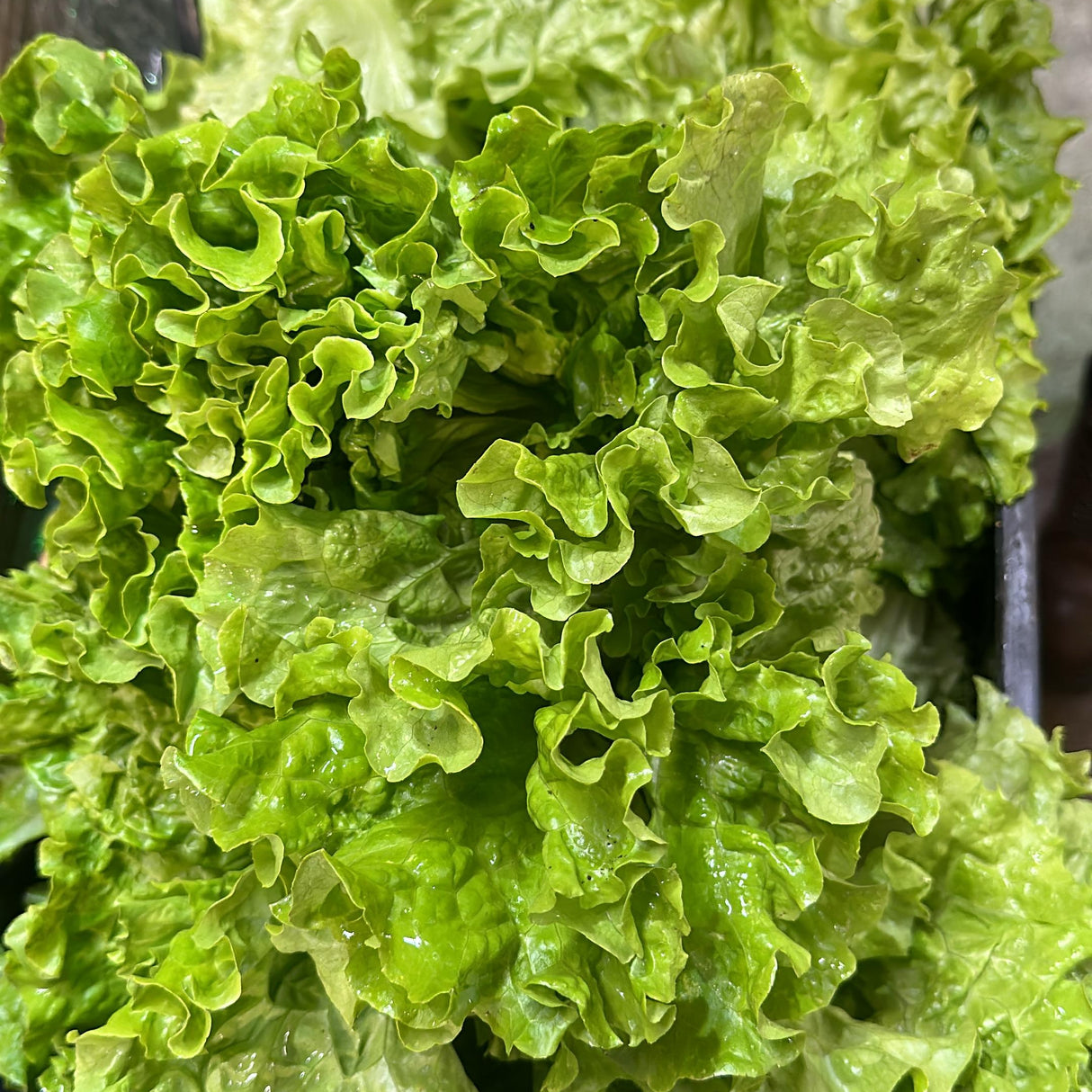 LECHUGA CRESPA-12 UNIDADES