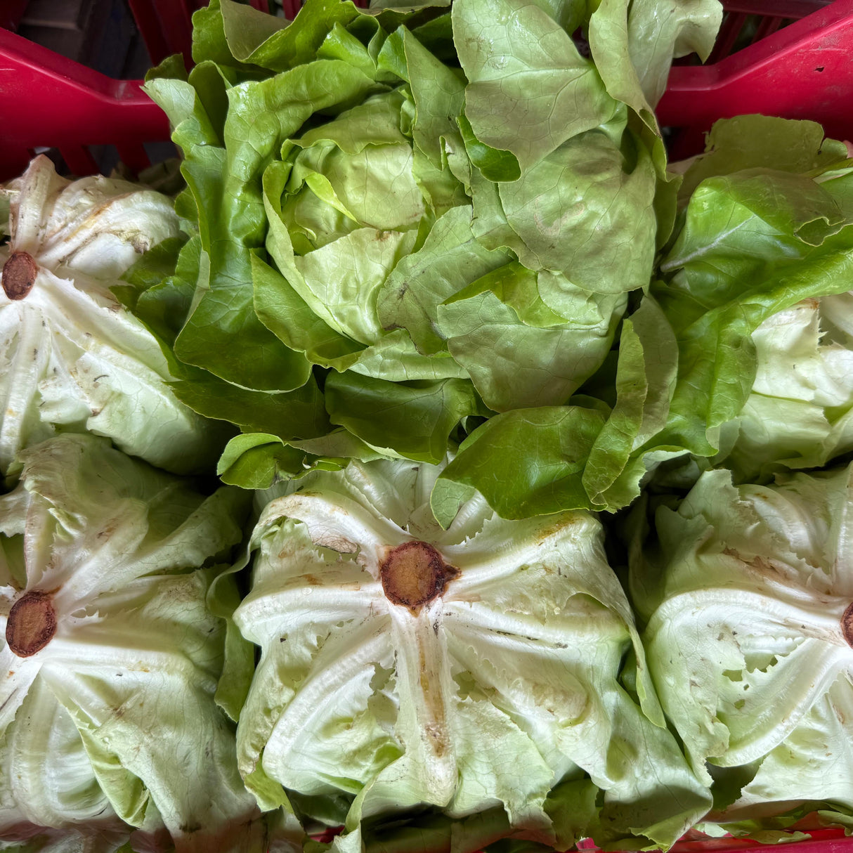 LECHUGA COMUN-12 UNIDADES