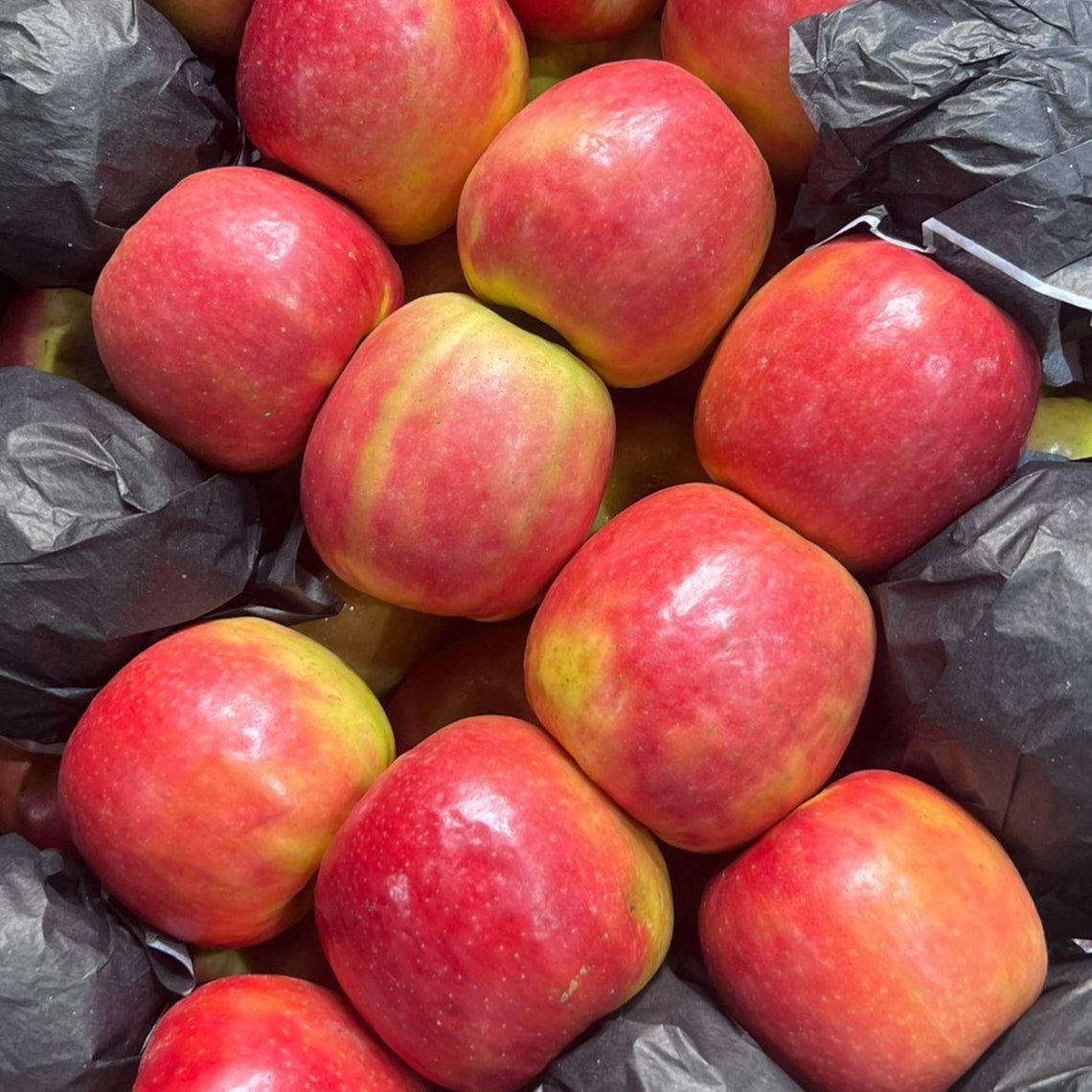 MANZANA LADY PINK- 10 KILOS