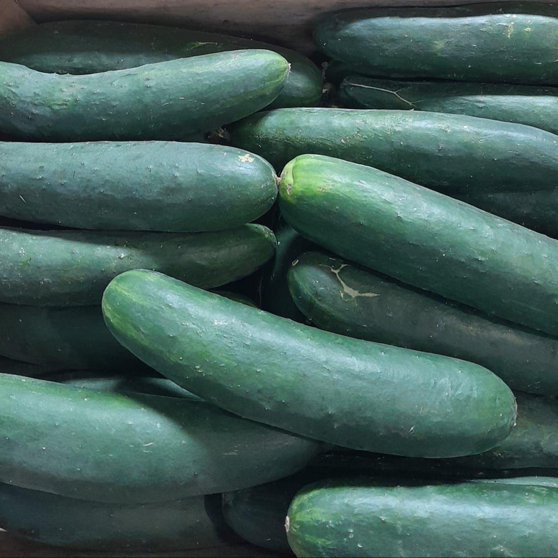 PEPINO 10 KILOS PLANCHA