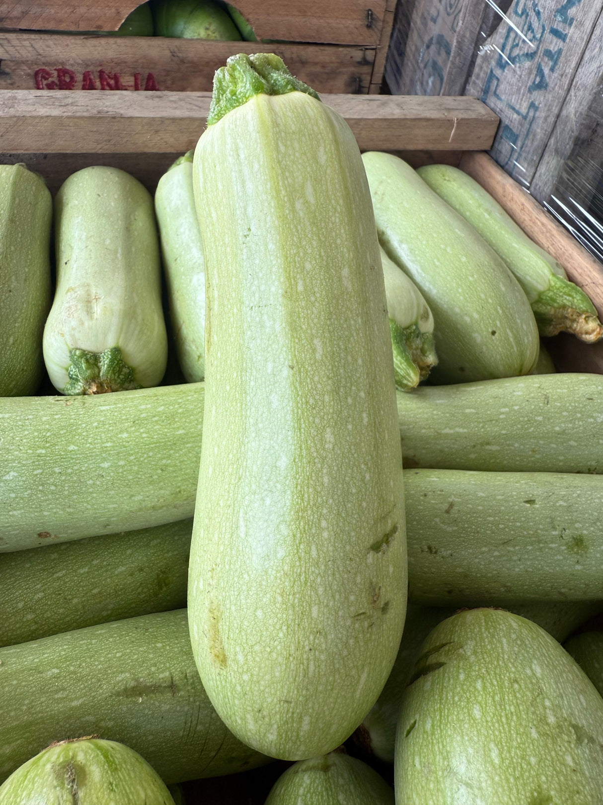 ZUCCHINI - 8 KILOS