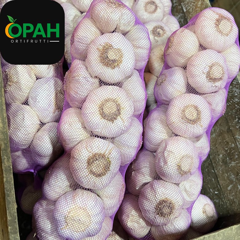 AJO GRANDE - 20 UNIDADES