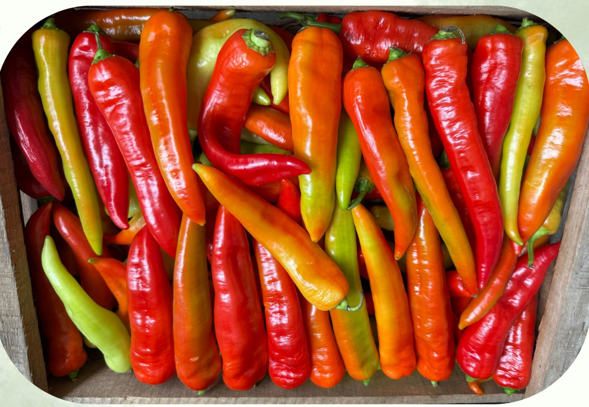 AJI PICANTE -PLANCHA-