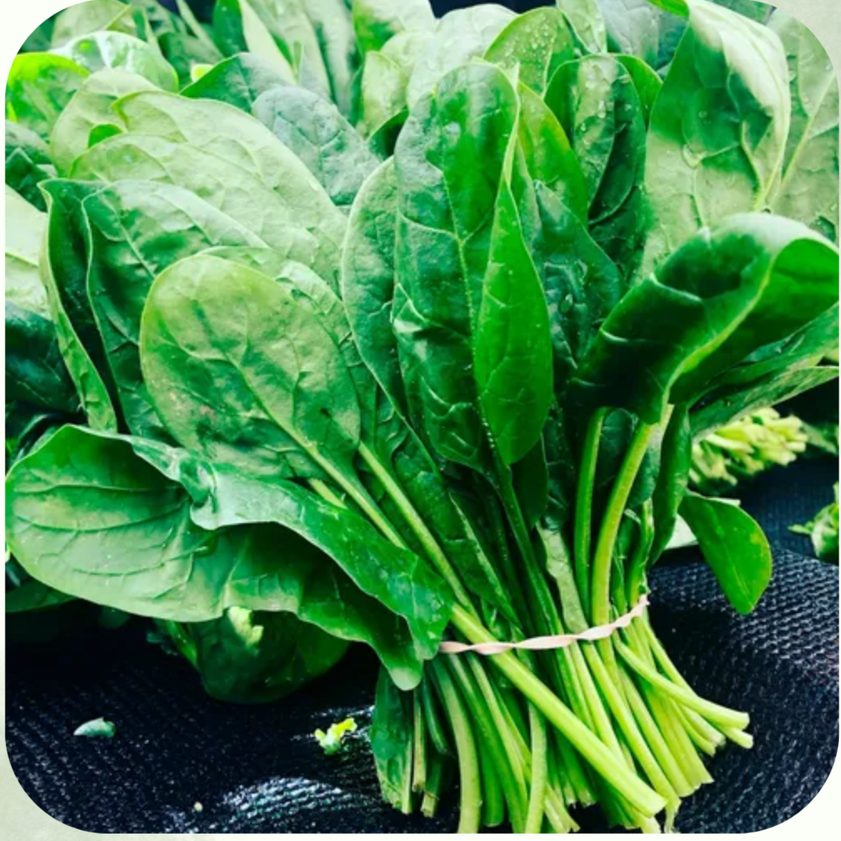 ESPINACA-12 UNIDADES