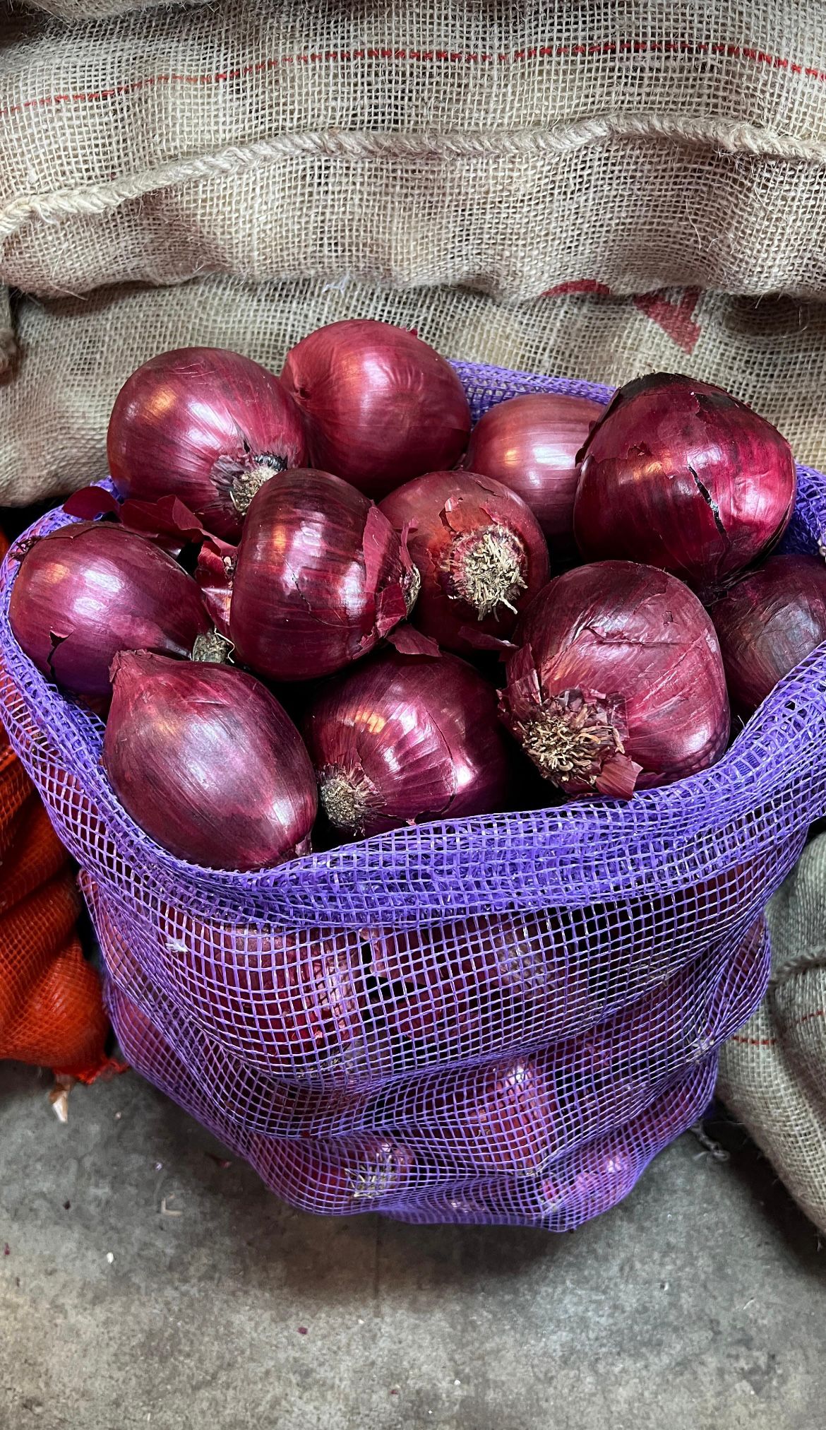 CEBOLLA ROJA - 20 KILOS