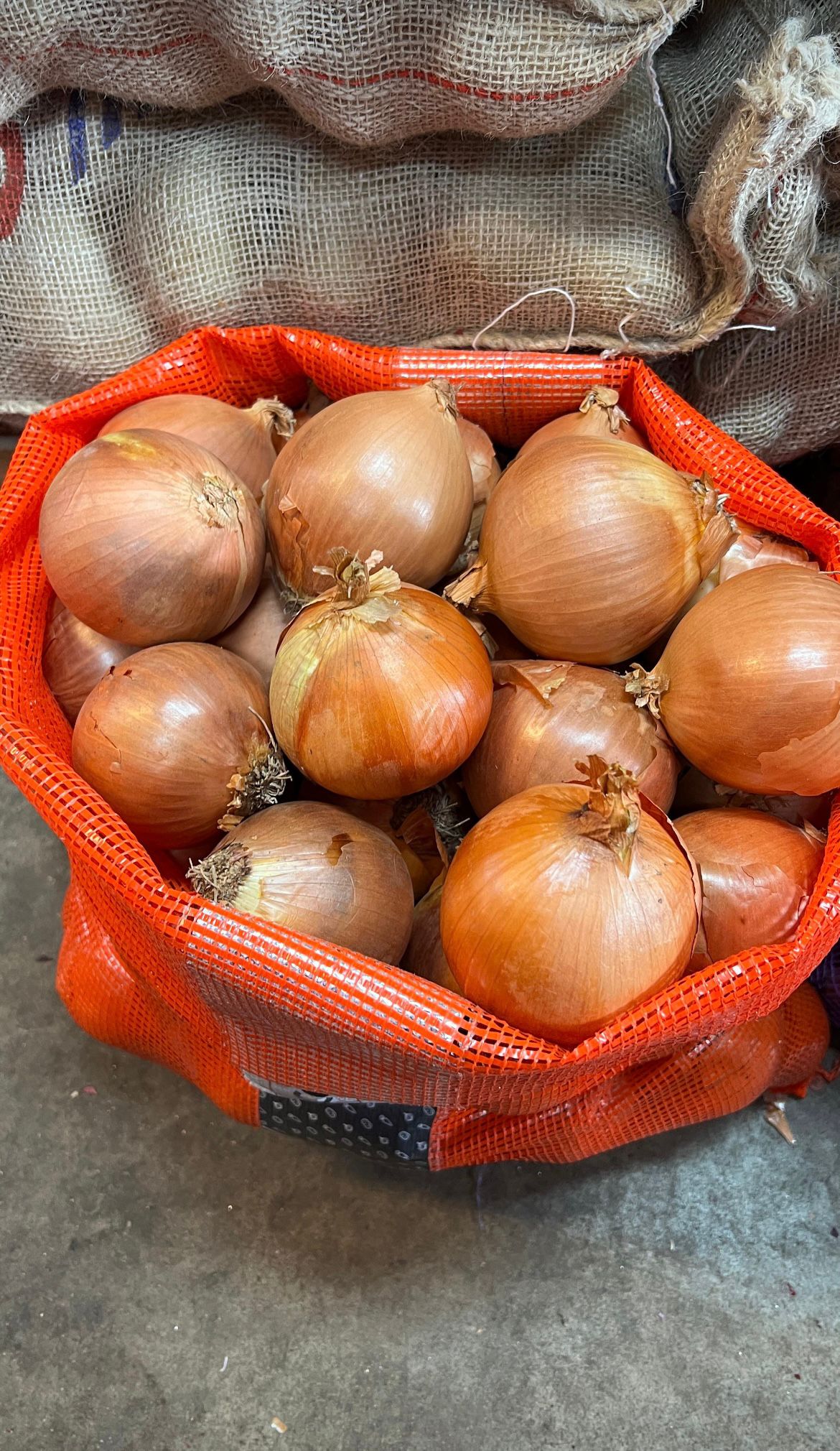 CEBOLLA COMUN - 20 KILOS