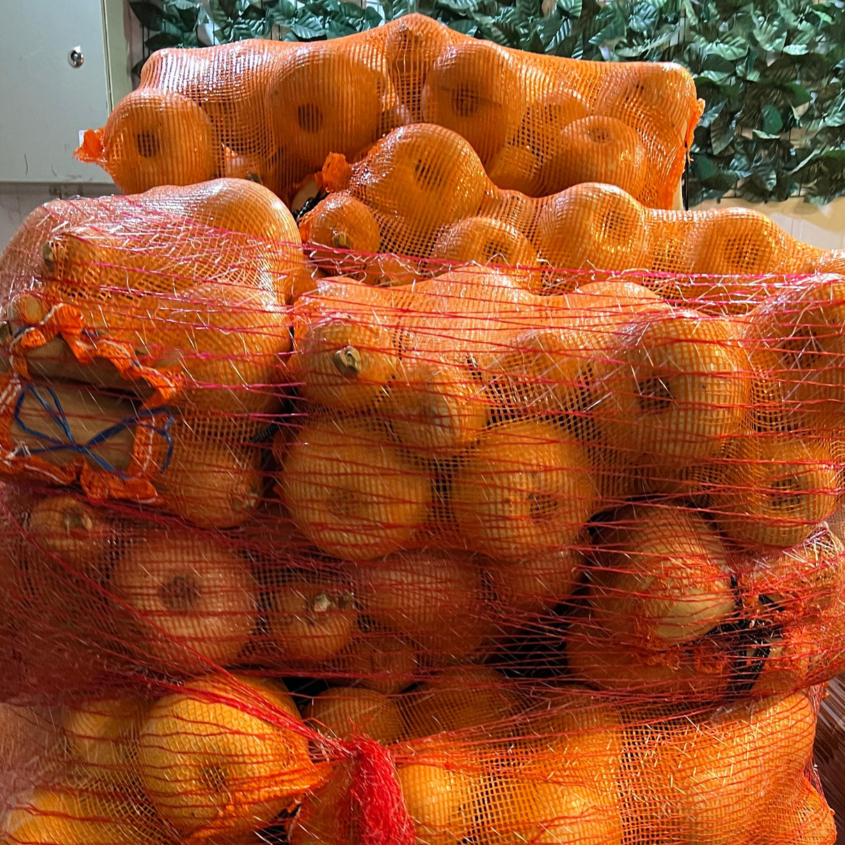 ZAPALLO CALABACIN - 20 KILOS