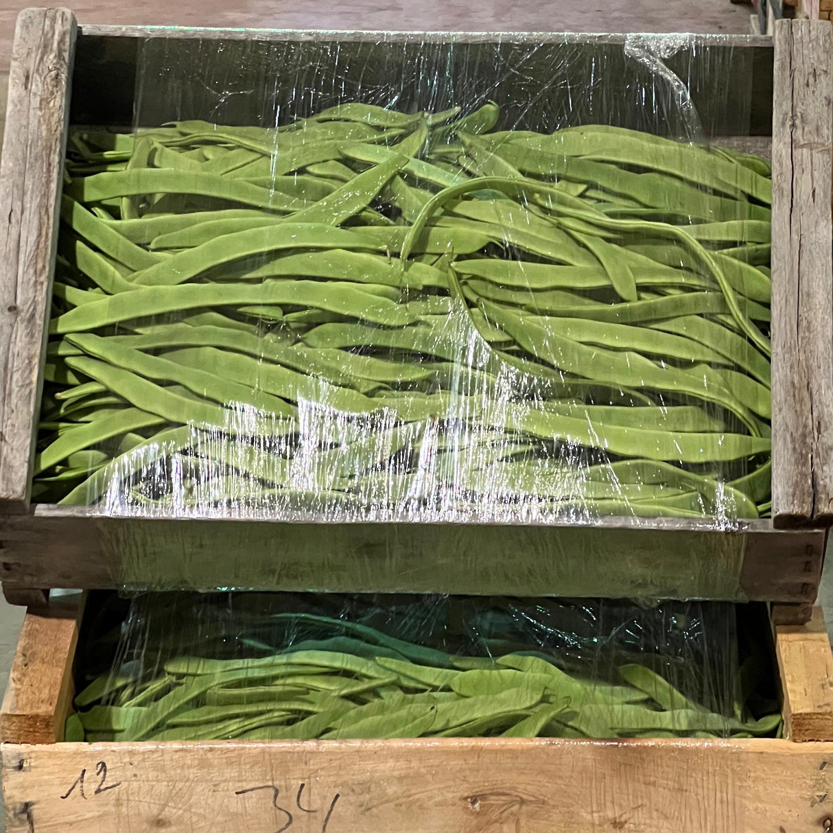 CHAUCHA COMUN -PLANCHA-