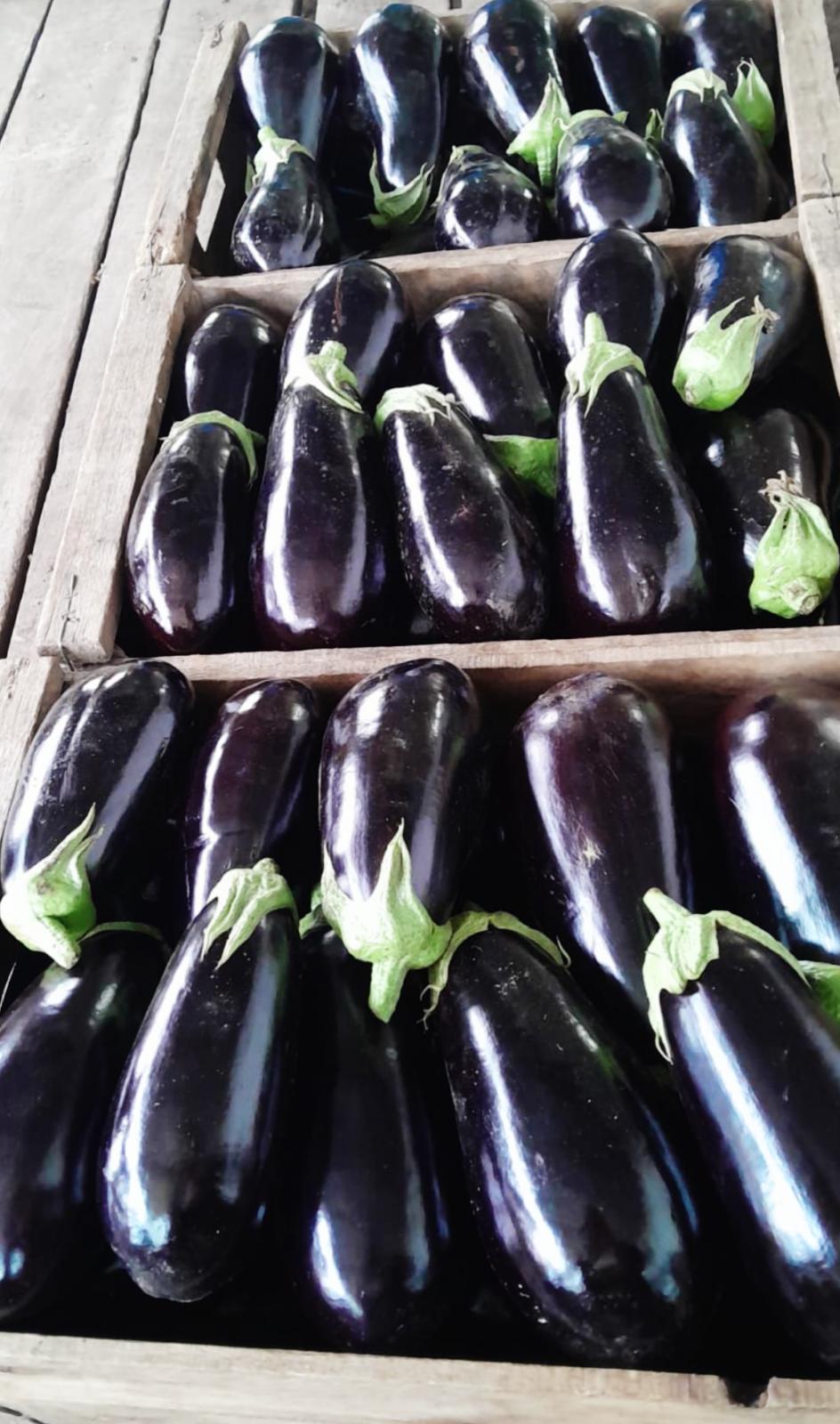 BERENJENA - 13 KILOS