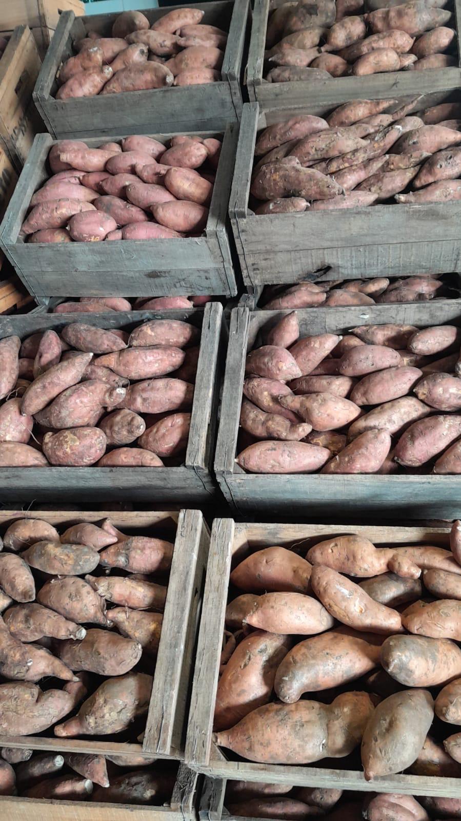 BONIATO CRIOLLO - 22 KILOS MEDIANO