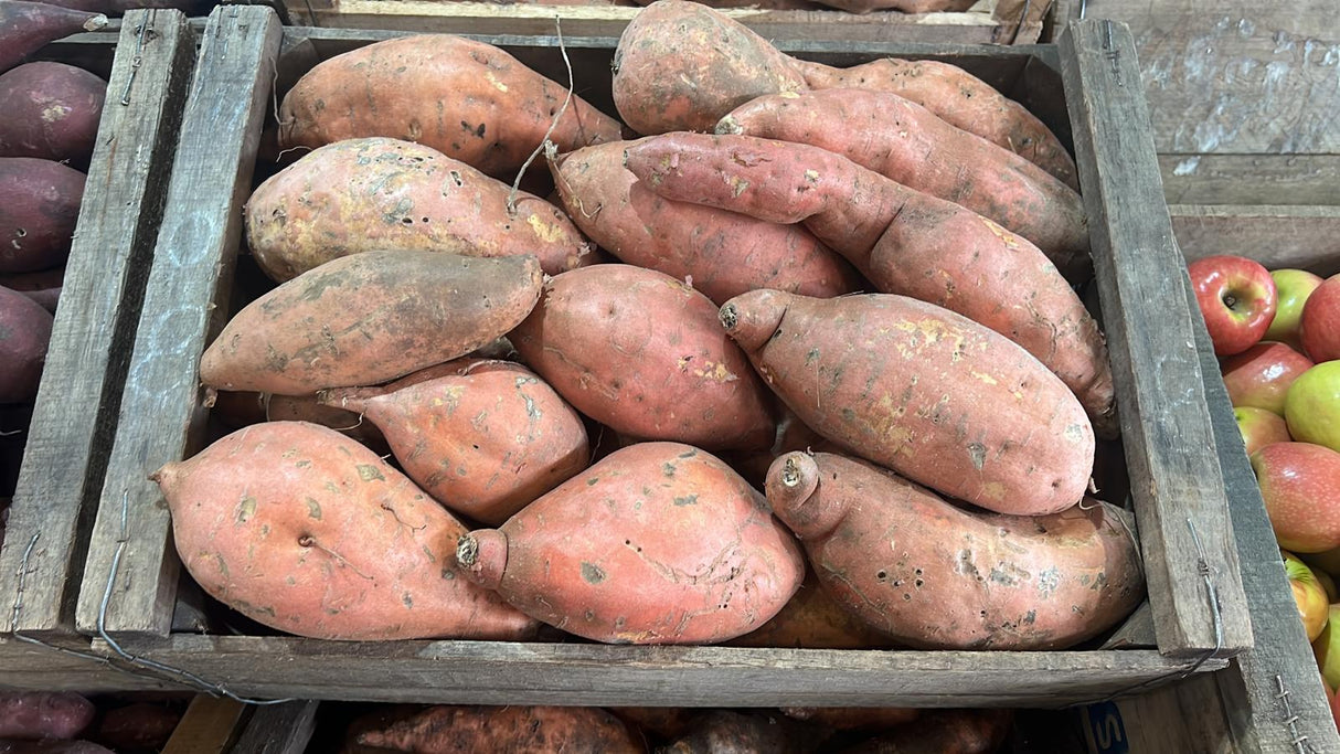 BONIATO CRIOLLO - 22 KILOS GRANDE