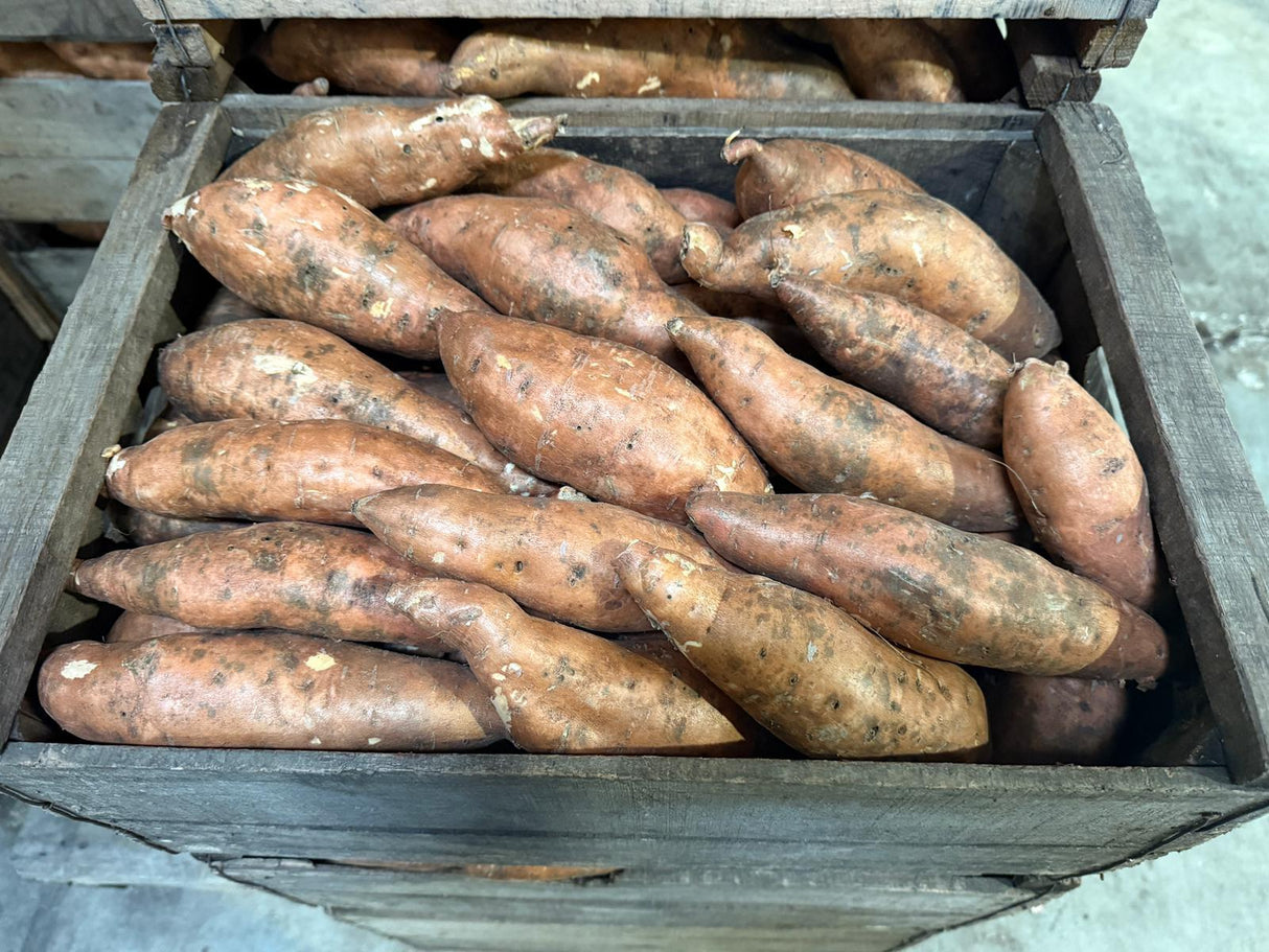 BONIATO ZANAHORIA - 22 KILOS MEDIANO