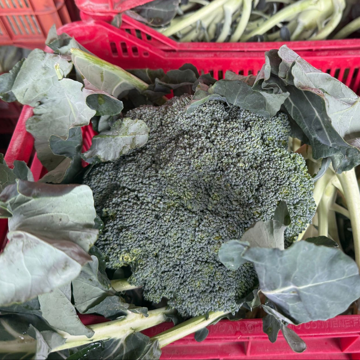 BROCOLI - 6 UNIDADES