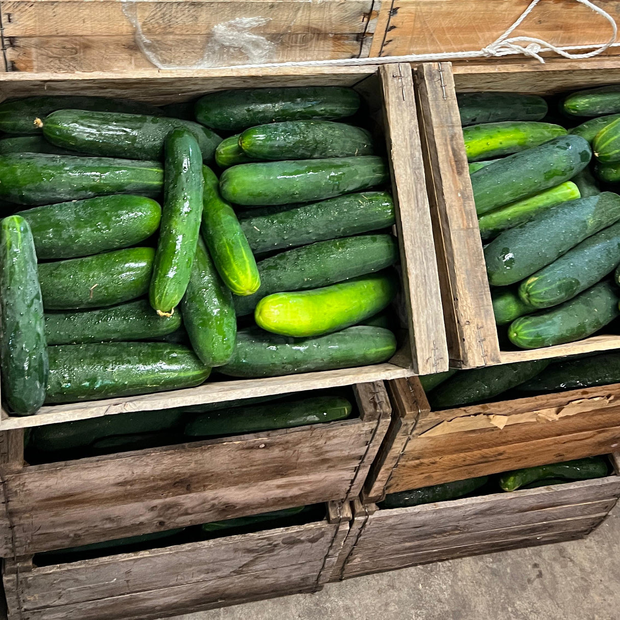 PEPINO 10 KILOS PLANCHA