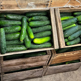 PEPINO 10 KILOS PLANCHA