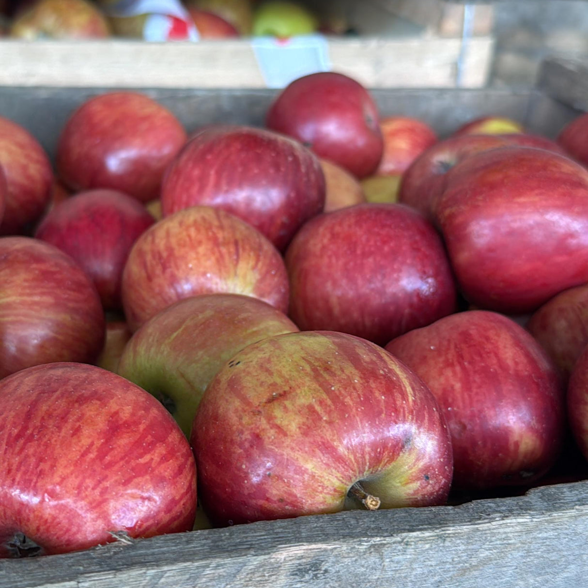 MANZANA CAJON OFERTA