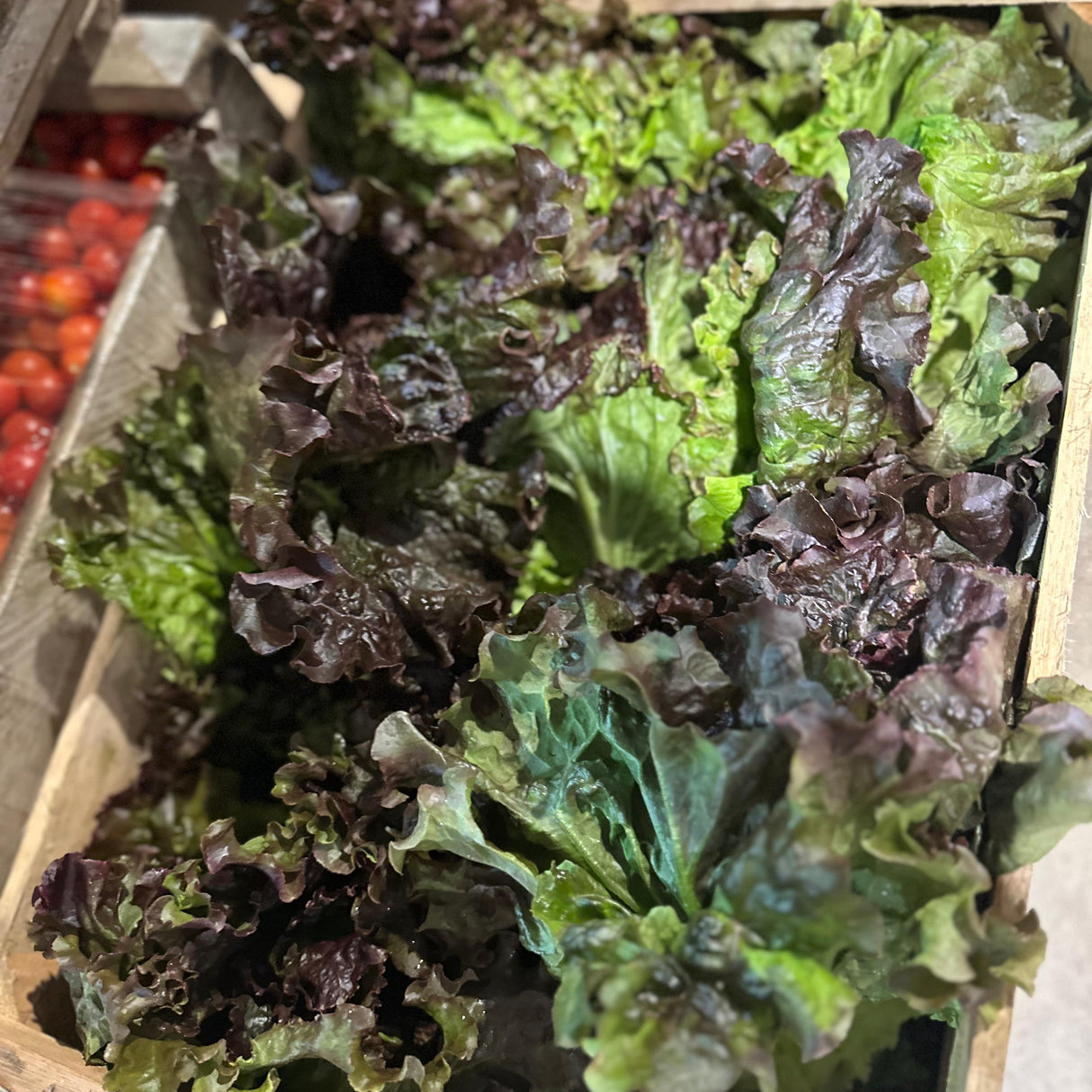 LECHUGA MORADA-12 UNIDADES