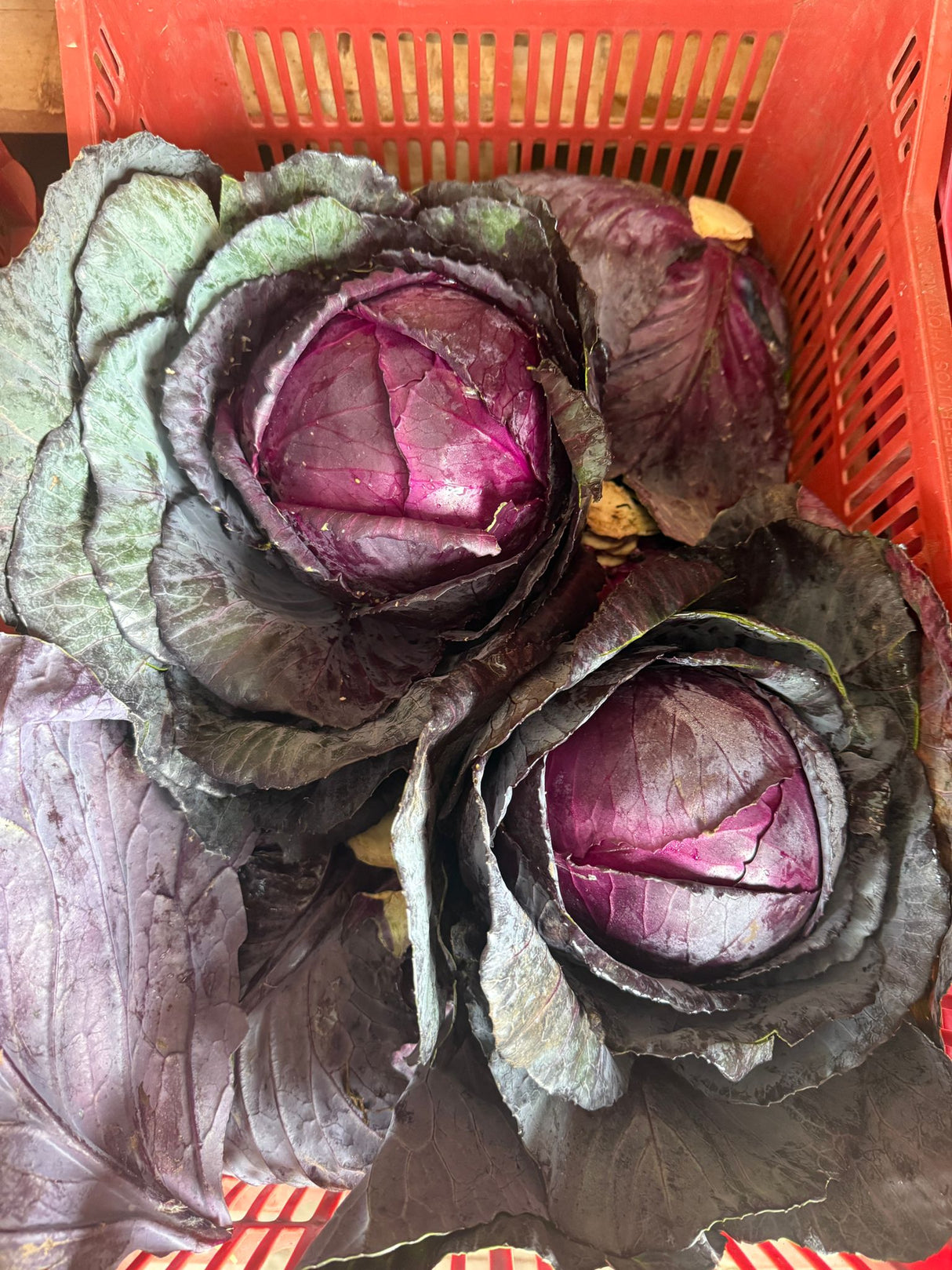 REPOLLO COLORADO-6 UNIDADES